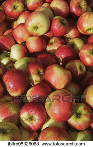 Stock Photo - Aepfel, Switzerland, Europe. Fotosearch
