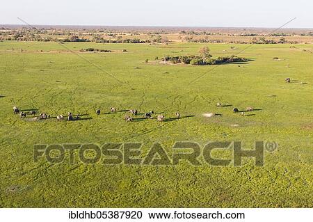 Aerial view Okavango Delta, Botswana, Africa View Large Photo Image Stock Image - Aerial view Okavango Delta, Botswana, Africa. Fotosearch