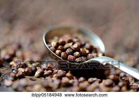Aframomum melegueta ( Aframomum melegueta) guinea pepper, melegua pepper View Large Photo Image Stock Photo - Aframomum melegueta ( Aframomum melegueta) guinea pepper, melegua pepper. Fotosearch
