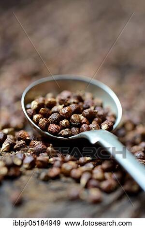 Aframomum melegueta ( Aframomum melegueta) guinea pepper, melegua pepper View Large Photo Image Stock Photo - Aframomum melegueta ( Aframomum melegueta) guinea pepper, melegua pepper. Fotosearch