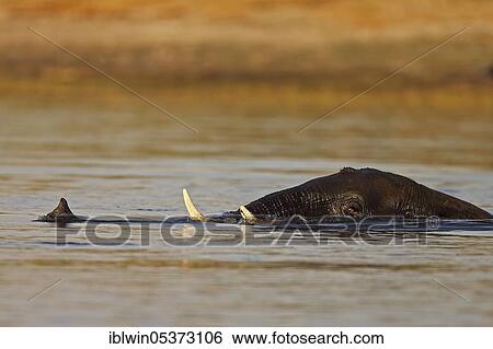 African elephant in Chobe River, Chobe National Park, Chobe River, Botswana, Africa View Large Photo Image Stock Photograph - African elephant in Chobe River, Chobe National Park, Chobe River, Botswana, Africa. Fotosearch