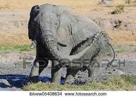 African elephant (Loxodonta africana) mud bath, Savuti, Chobe National Park, Botswana, Africa View Large Photo Image Picture - African elephant (Loxodonta africana) mud bath, Savuti, Chobe National Park, Botswana, Africa. Fotosearch