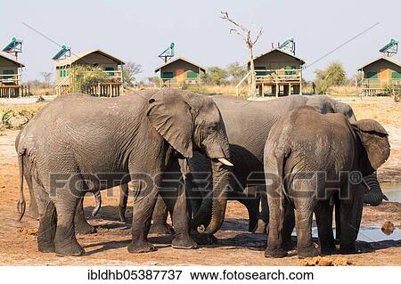 Stock Photo - African elephant (Loxodonta africana), Elephant Sands Lodge, Botswana, Africa. Fotosearch