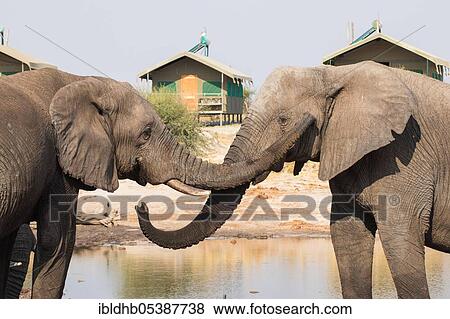 Stock Photo - African elephant (Loxodonta africana), Elephant Sands Lodge, Botswana, Africa. Fotosearch