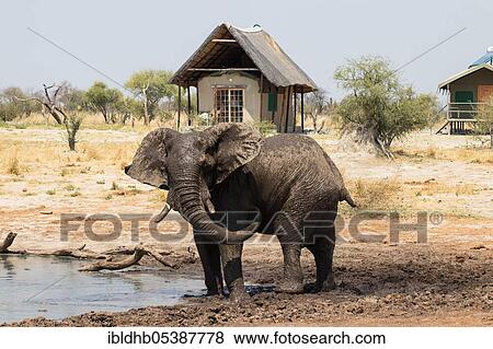 Stock Photo - African elephant (Loxodonta africana), Elephant Sands Lodge, Botswana, Africa. Fotosearch