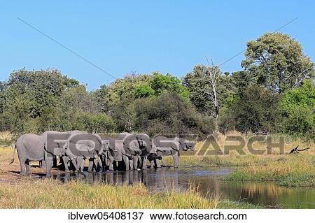 African elephant (Loxodonta africana) Okavango Delta, Botswana, Africa View Large Photo Image Stock Photo - African elephant (Loxodonta africana) Okavango Delta, Botswana, Africa. Fotosearch