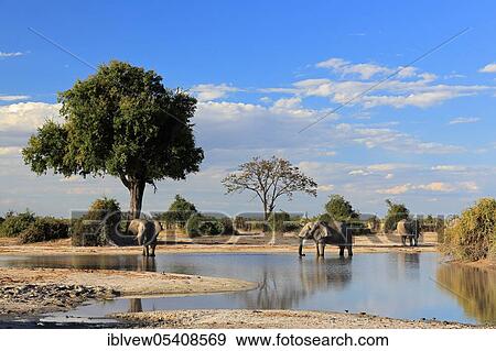 African elephant (Loxodonta africana) waterhole, Savuti, Chobe National Park, Botswana, Africa View Large Photo Image Stock Photo - African elephant (Loxodonta africana) waterhole, Savuti, Chobe National Park, Botswana, Africa. Fotosearch