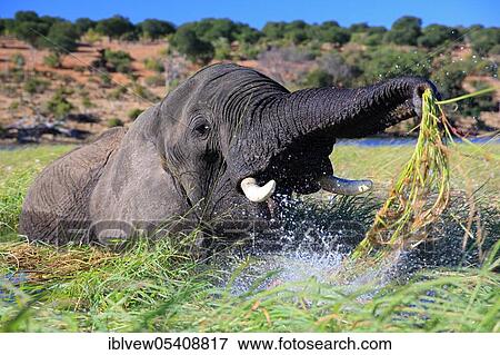 African elephant (Loxodonta africana) water plants, Kasane, Chobe River, Chobe River National Park, Botswana, Africa View Large Photo Image Stock Photo - African elephant (Loxodonta africana) water plants, Kasane, Chobe River, Chobe River National Park, Botswana, Africa. Fotosearch