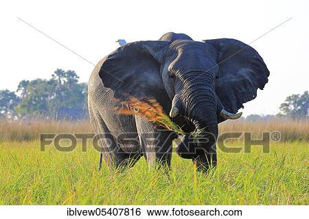 African elephant (Loxodonta africana), Cattle egret (Bubulcus ibis) Okavango Delta, Botswana, Africa View Large Photo Image Stock Photograph - African elephant (Loxodonta africana), Cattle egret (Bubulcus ibis) Okavango Delta, Botswana, Africa. Fotosearch