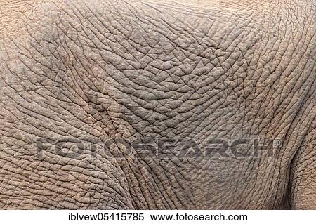 Stock Photography - African elephant (Loxodonta africana), skin, Kariega Game Reserve, Western Cape, South Africa, Africa. Fotosearch