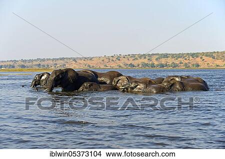 African elephants crossing Chobe River, Chobe National Park, Chobe River, Botswana, Africa View Large Photo Image Picture - African elephants crossing Chobe River, Chobe National Park, Chobe River, Botswana, Africa. Fotosearch