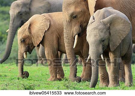 Stock Image - African elephants (Loxodonta africana), Kariega Game Reserve, Western Cape, South Africa, Africa. Fotosearch