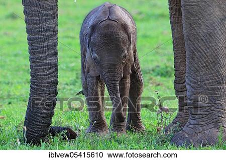 African elephants (Loxodonta africana), Kariega Game Reserve, Western Cape, South Africa, Africa View Large Photo Image Stock Image - African elephants (Loxodonta africana), Kariega Game Reserve, Western Cape, South Africa, Africa. Fotosearch