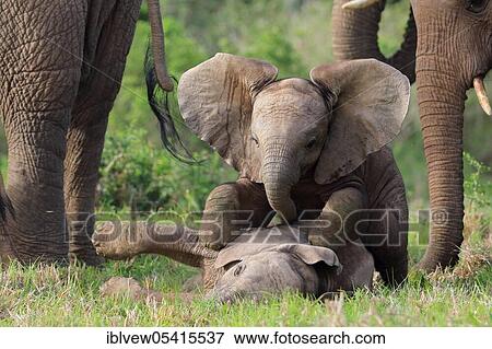Stock Photo - African elephants (Loxodonta africana), Kariega Game Reserve, Western Cape, South Africa, Africa. Fotosearch