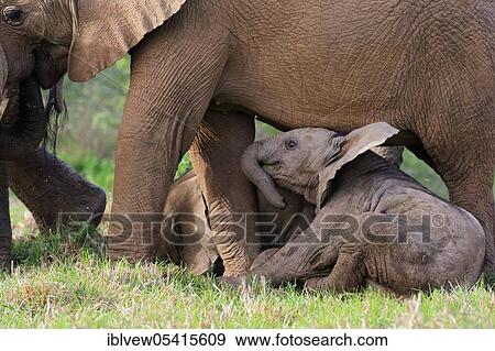 African elephants (Loxodonta africana), Kariega Game Reserve, Western Cape, South Africa, Africa View Large Photo Image Stock Photo - African elephants (Loxodonta africana), Kariega Game Reserve, Western Cape, South Africa, Africa. Fotosearch