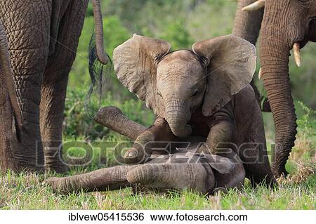Stock Photograph - African elephants (Loxodonta africana), Kariega Game Reserve, Western Cape, South Africa, Africa. Fotosearch