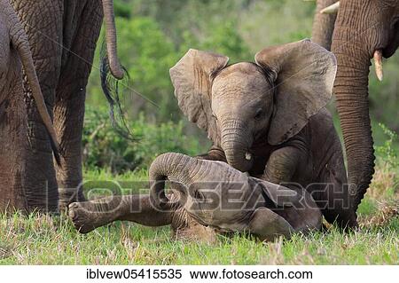 Stock Photography - African elephants (Loxodonta africana), Kariega Game Reserve, Western Cape, South Africa, Africa. Fotosearch