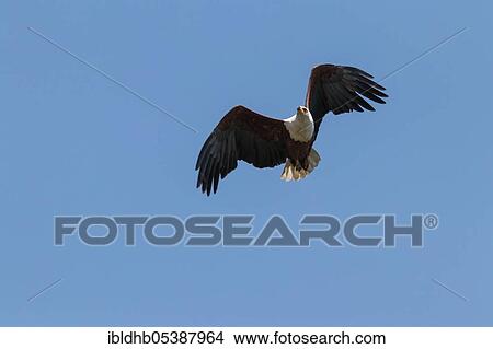 African Fish Eagle (haliaeetus Vocifer), Linyanti Region, Chobe 