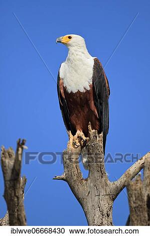 Stock Image - African fish eagle (Haliaeetus vocifer), Lake Naivasha, Kenya, Africa. Fotosearch