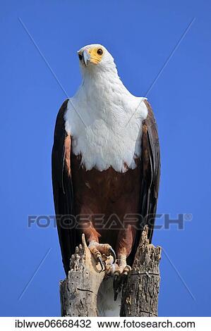 Stock Image - African fish eagle (Haliaeetus vocifer), Lake Naivasha, Kenya, Africa. Fotosearch