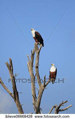 African fish eagle (Haliaeetus vocifer), pair, Lake Naivasha, Kenya, Africa View Large Photo Image Stock Photo - African fish eagle (Haliaeetus vocifer), pair, Lake Naivasha, Kenya, Africa. Fotosearch