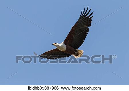 African fish eagle (Haliaeetus vocifer), Linyanti Region, Chobe National Park, Botswana, Africa View Large Photo Image Stock Photograph - African fish eagle (Haliaeetus vocifer), Linyanti Region, Chobe National Park, Botswana, Africa. Fotosearch
