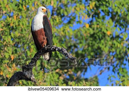 Picture - African fish eagle (Haliaeetus vocifer) Kasana, Chobe River NP, Botswana, Africa. Fotosearch