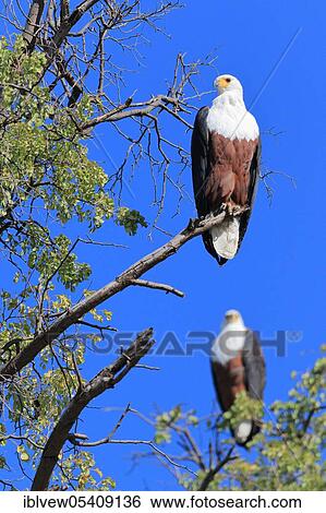 African fish eagle (Haliaeetus vocifer) Okavango Delta, Botswana, Africa View Large Photo Image Stock Photograph - African fish eagle (Haliaeetus vocifer) Okavango Delta, Botswana, Africa. Fotosearch
