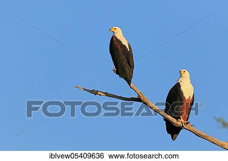 African fish eagle (Haliaeetus vocifer) pair, Kasana, Chobe River NP, Botswana, Africa View Large Photo Image Stock Photograph - African fish eagle (Haliaeetus vocifer) pair, Kasana, Chobe River NP, Botswana, Africa. Fotosearch