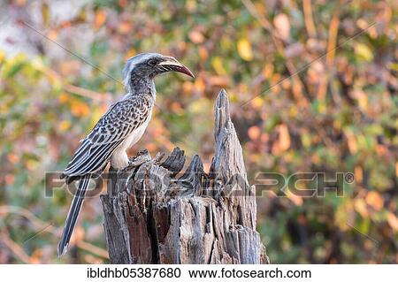 Stock Image - African grey hornbill (Tockus nasutus), Moremi Game Reserve, Okavango Delta, Botswana, Africa. Fotosearch