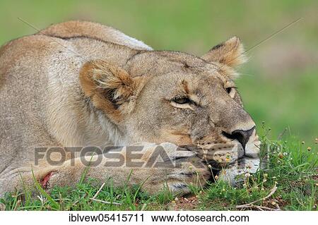African lion (Panthera leo), lioness, Kariega Game Reserve, Western Cape, South Africa, Africa View Large Photo Image Stock Image - African lion (Panthera leo), lioness, Kariega Game Reserve, Western Cape, South Africa, Africa. Fotosearch