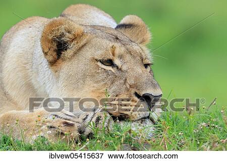 African lion (Panthera leo), lioness, Kariega Game Reserve, Western Cape, South Africa, Africa View Large Photo Image Stock Photo - African lion (Panthera leo), lioness, Kariega Game Reserve, Western Cape, South Africa, Africa. Fotosearch
