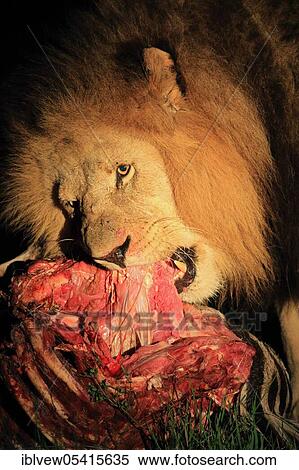 Stock Photography - African lion (Panthera leo), male, Kariega Game Reserve, Western Cape, South Africa, Africa. Fotosearch