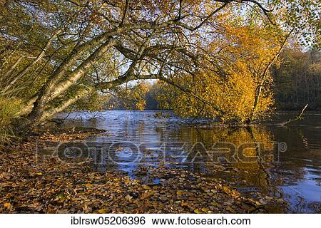 Ahlhorner Fischteiche, Ahlhorn Forest Office, Lower Saxony, Germany, Europe View Large Photo Image Stock Photograph - Ahlhorner Fischteiche, Ahlhorn Forest Office, Lower Saxony, Germany, Europe. Fotosearch