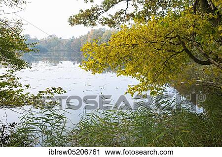 Stock Image - Ahlhorner Fischteiche, Ahlhorn, Lower Saxony, Germany, Europe. Fotosearch