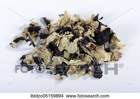 Alcea rosea nigra (Alcea rosea nigra), dried View Large Photo Image Picture - Alcea rosea nigra (Alcea rosea nigra), dried. Fotosearch