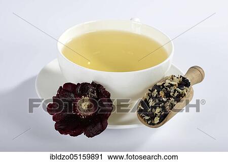Alcea rosea nigra (Alcea rosea nigra), cup of hollyhock tea View Large Photo Image Stock Image - Alcea rosea nigra (Alcea rosea nigra), cup of hollyhock tea. Fotosearch