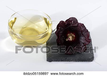 Stock Photo - Alcea rosea nigra (Alcea rosea nigra), cup of hollyhock tea. Fotosearch