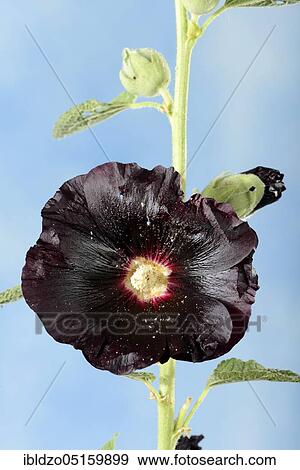 Alcea rosea nigra (Alcea rosea nigra) View Large Photo Image Stock Photo - Alcea rosea nigra (Alcea rosea nigra). Fotosearch