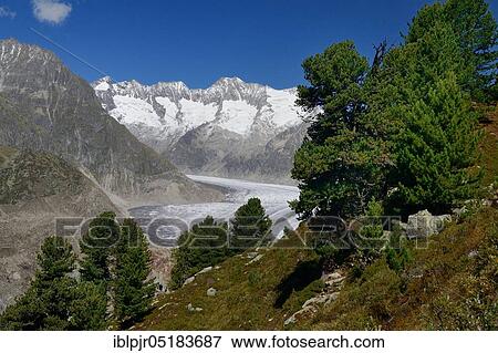 Aletsch Forest, Aletsch Glacier, Great Aletsch Glacier, Valais, Switzerland, Europe View Large Photo Image Stock Photo - Aletsch Forest, Aletsch Glacier, Great Aletsch Glacier, Valais, Switzerland, Europe. Fotosearch