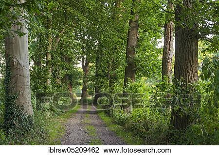 Stock Image - Allee, Dinklage, Dinklager Burgwald, Eichen-Allee, County of Vechta, Oldenburger Münsterland, Lower Saxony, Germany, Europe. Fotosearch