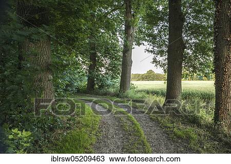 Allee, Dinklage, Dinklager Burgwald, Eichen-Allee, County of Vechta, Oldenburger Münsterland, Lower Saxony, Germany, Europe View Large Photo Image Stock Image - Allee, Dinklage, Dinklager Burgwald, Eichen-Allee, County of Vechta, Oldenburger Münsterland, Lower Saxony, Germany, Europe. Fotosearch