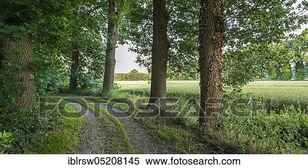 Allee, Dinklage, Dinklager Burgwald, Eichen-Allee, County of Vechta, Oldenburger Münsterland, Lower Saxony, Germany, Europe View Large Photo Image Stock Photography - Allee, Dinklage, Dinklager Burgwald, Eichen-Allee, County of Vechta, Oldenburger Münsterland, Lower Saxony, Germany, Europe. Fotosearch
