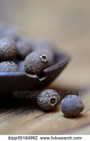 Stock Image - Allspice ( Pimenta dioica). Fotosearch