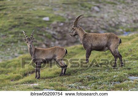 Alpine ibex (Capra ibex), also steinbock or Ibex, High Tauern National Park, Carinthia, Austria, Europe View Large Photo Image Picture - Alpine ibex (Capra ibex), also steinbock or Ibex, High Tauern National Park, Carinthia, Austria, Europe. Fotosearch