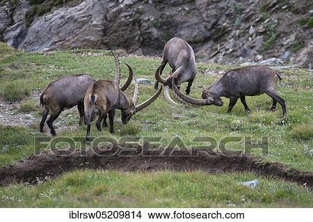 Picture - Alpine ibex (Capra ibex), also steinbock or Ibex, High Tauern National Park, Carinthia, Austria, Europe. Fotosearch