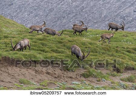 Stock Photo - Alpine ibex (Capra ibex), also steinbock or Ibex, High Tauern National Park, Carinthia, Austria, Europe. Fotosearch