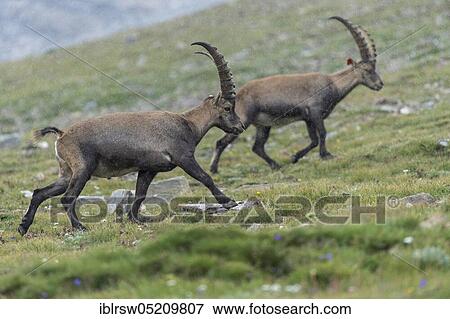 Stock Photo - Alpine ibex (Capra ibex), also steinbock or Ibex, High Tauern National Park, Carinthia, Austria, Europe. Fotosearch