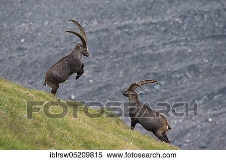Stock Photography - Alpine ibex (Capra ibex), also steinbock or Ibex, High Tauern National Park, Carinthia, Austria, Europe. Fotosearch