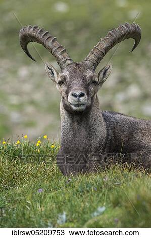 Stock Image - Alpine Ibex (Capra Ibex), Hohe Tauern National Park, Carinthia, Austria, Europe. Fotosearch